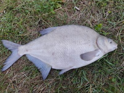 Carp bream