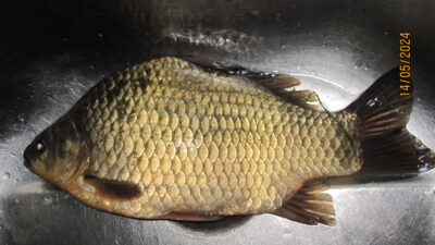 Prussian carp, 0.6 kg — Pakumulšių I-asis