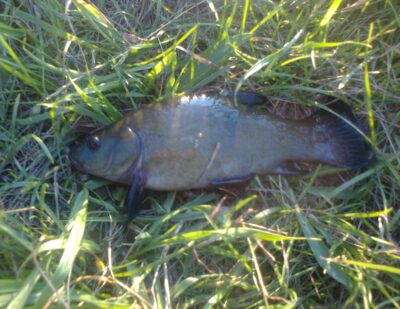 Tench