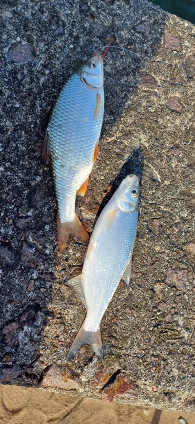 Roach ×3 — Kuršių
