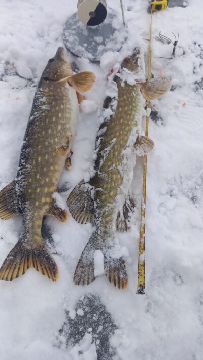 Northern Pike ×2 — Aunuvėnų