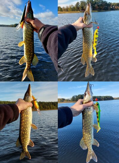 Northern Pike ×4
