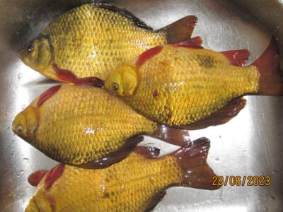 Crucian carp ×4 — Pakumulšių I-asis