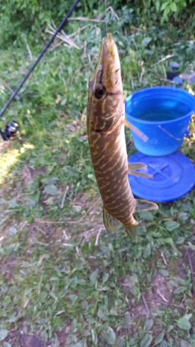 Northern Pike — Užvenčio