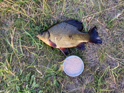 Crucian carp, 0.4 kg — Leliūnų