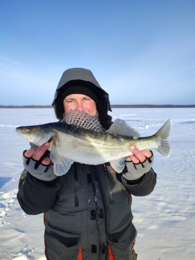 Pike perch, 1.5 kg — Kaunas reservoir