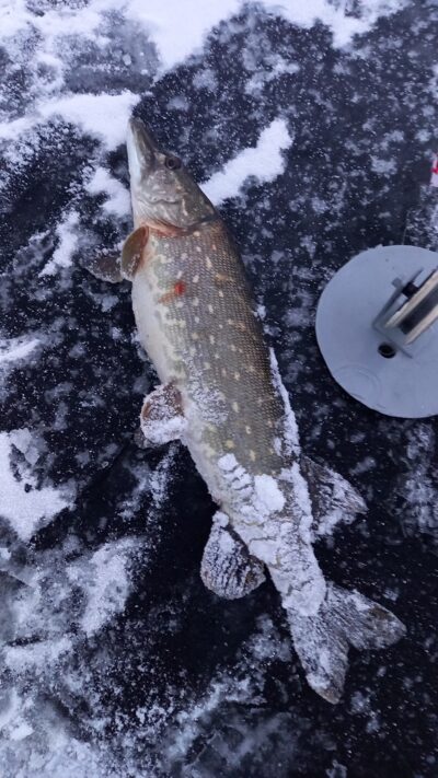 Northern Pike, 1.7 kg — Gludas