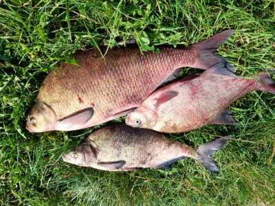 Carp bream