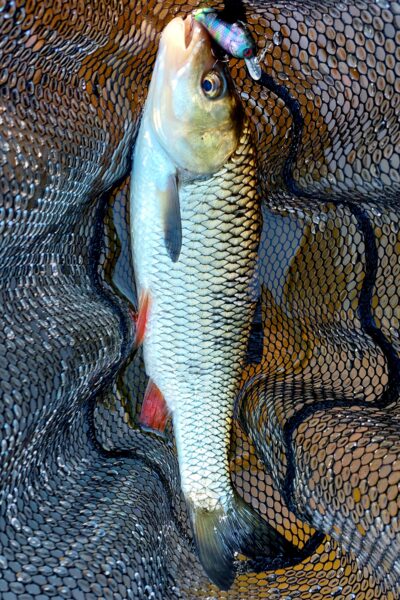 chub — Šventoji