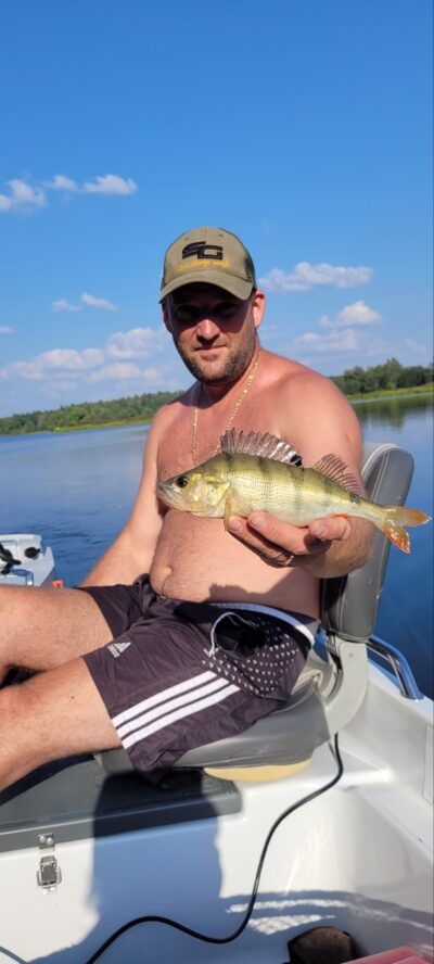 Eurasian perch