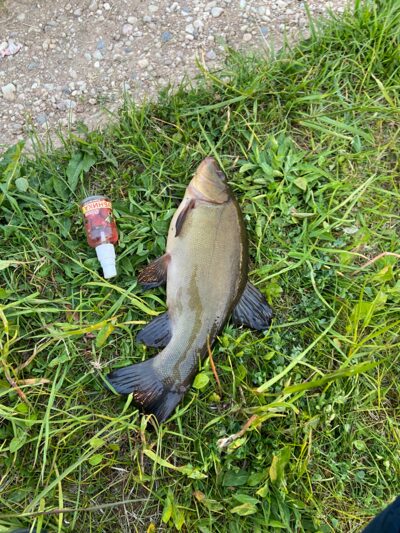 Tench, 0.7 kg — Leliūnų
