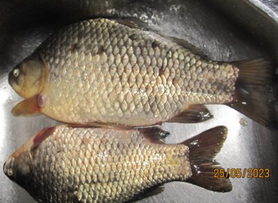 Prussian carp ×2 — Pakumulšių I-asis