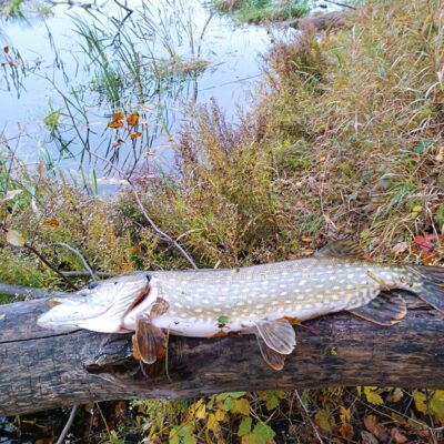 Northern Pike, 3.0 kg — Lėvuo
