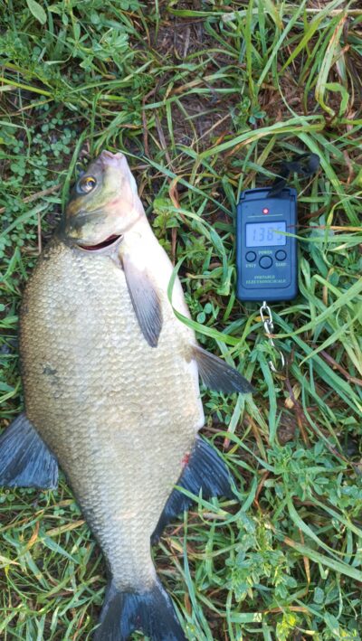 Carp bream, 1.3 kg
