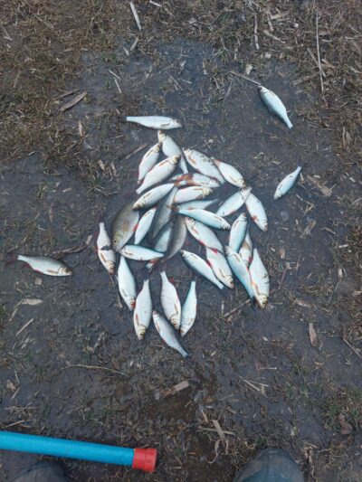 Roach ×33 — Talkša