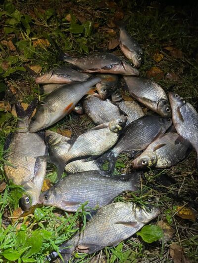 Silver Bream ×16 — Gauštvinis