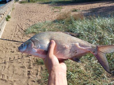 Carp bream — Kuršių
