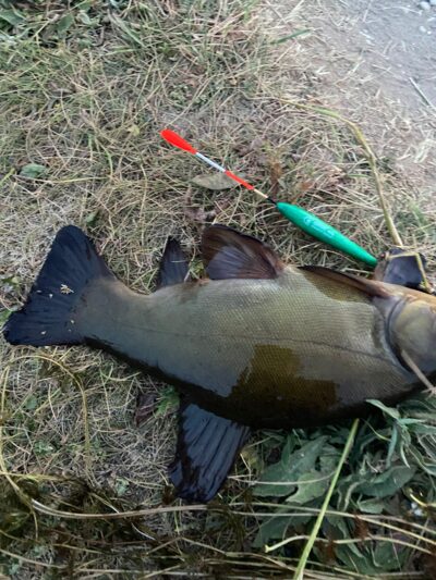 Tench, 0.5 kg — Leliūnų
