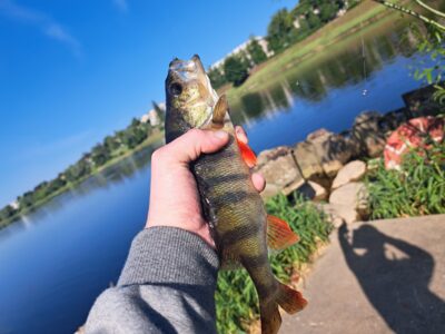 Eurasian perch ×7 — Neman River
