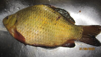 Crucian carp, 0.5 kg — Pakumulšių I-asis