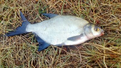 Carp bream, 0.4 kg — Pakumulšių I-asis