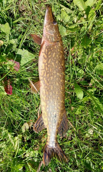 Northern Pike, 2.0 kg — Asveja