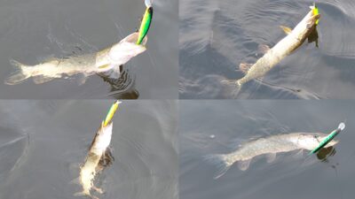 Northern Pike ×4