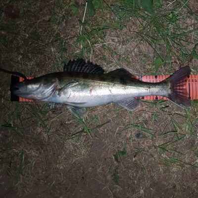 Pike perch, 1.6 kg — Kupiškio