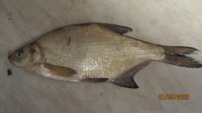 Carp bream, 0.3 kg