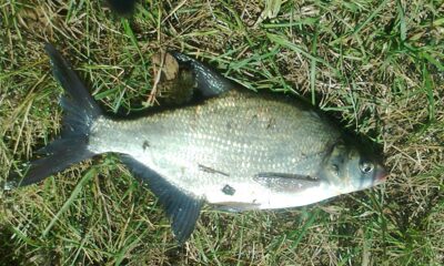Carp bream, 0.4 kg — Pakumulšių I-asis
