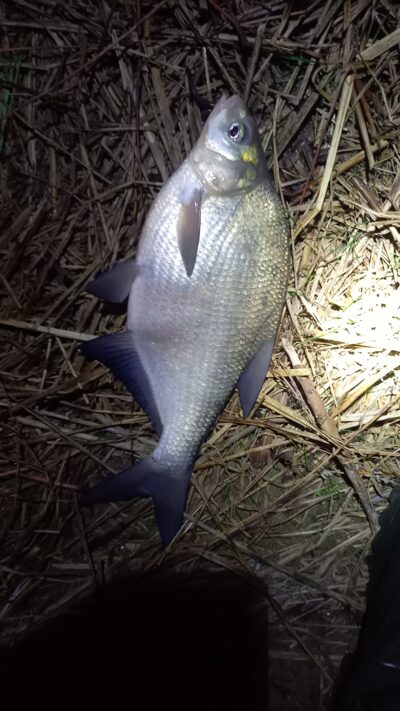 Carp bream — Neman River