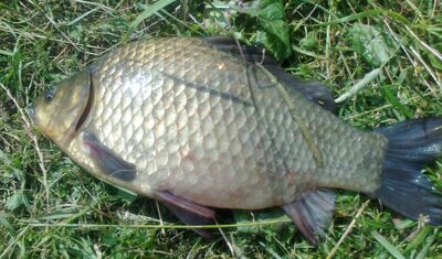 Prussian carp, 1.5 kg — Pakumulšių I-asis