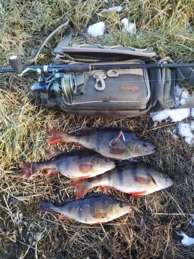 Eurasian perch ×4 — Lėvuo