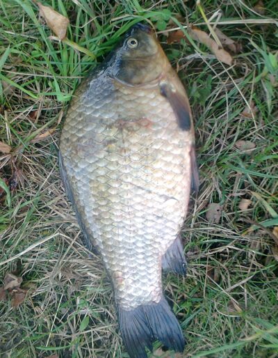 Prussian carp, 1.4 kg — Pakumulšių I-asis