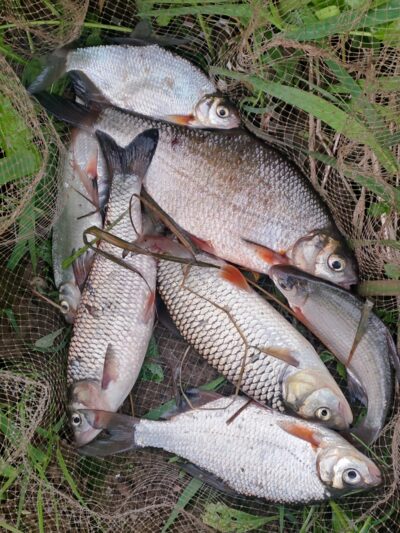 chub ×2 — Neman River
