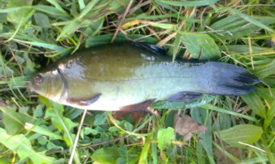 Tench — Pakumulšių I-asis