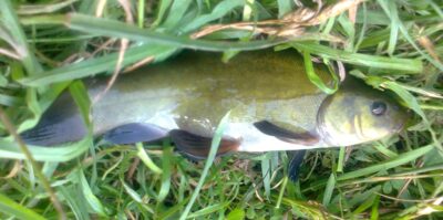 Tench — Pakumulšių I-asis