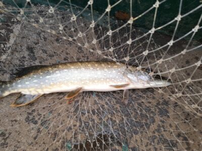 Northern Pike