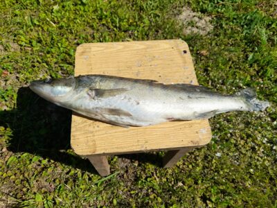 Pike perch, 1.7 kg