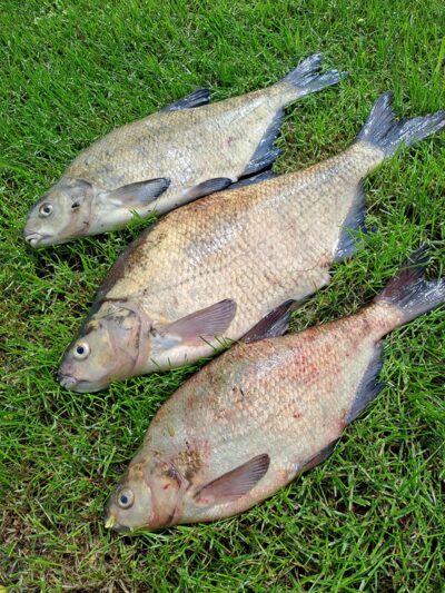 Carp bream ×3 — Naudvario