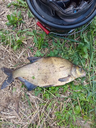 Carp bream, 2.8 kg — Mūša
