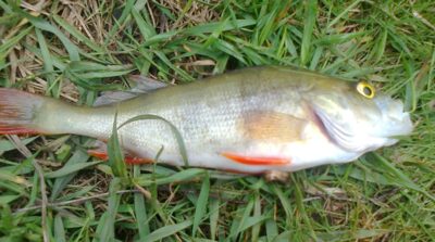 Eurasian perch — Pakumulšių II-asis