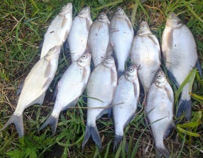 Carp bream ×11 — Pakumulšių II-asis