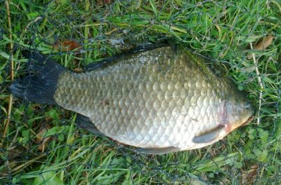 Prussian carp, 1.6 kg — Pakumulšių I-asis