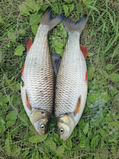 chub ×2 — Neman River