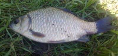 Prussian carp — Pakumulšių II-asis