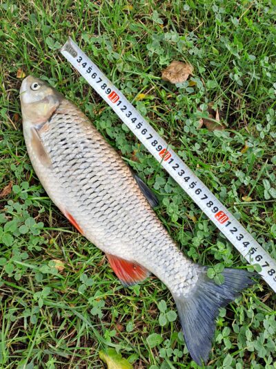 chub, 0.7 kg