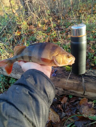 Eurasian perch — Lėvuo