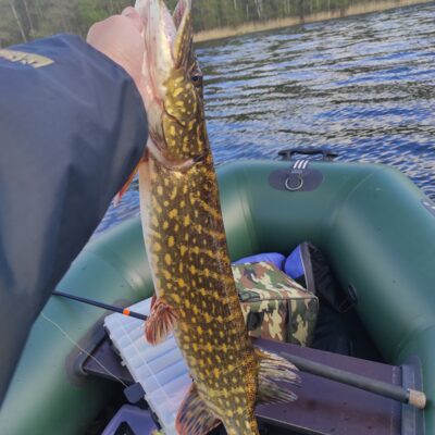 Northern Pike, 2.5 kg — Luodis