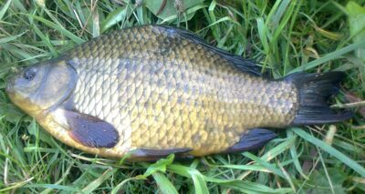 Crucian carp, 0.6 kg — Pakumulšių I-asis